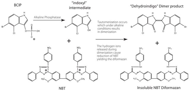 BCIP&#174;/NBT-Blue Liquid Substrate System for Membranes alkaline phosphatase substrate