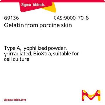 Gelatin from porcine skin Type A, lyophilized powder, &#947;-irradiated, BioXtra, suitable for cell culture