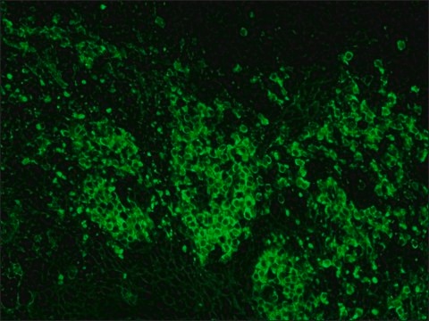 Anti-Goat IgG (whole molecule)–FITC antibody produced in rabbit IgG fraction of antiserum, buffered aqueous solution