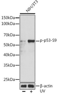 Anti-Phospho-p53-S9 antibody produced in rabbit