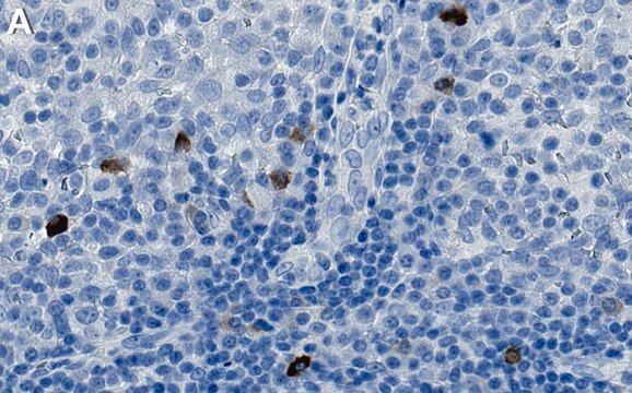 Anti-IL-10 Antibody, clone 1O10 ZooMAb&#174; Rabbit Monoclonal recombinant, expressed in HEK 293 cells