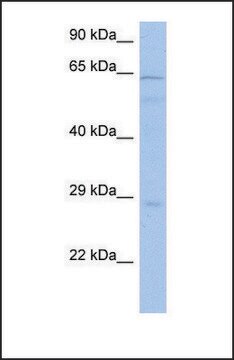 Anti-PRKAA1 antibody produced in rabbit affinity isolated antibody