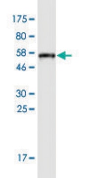 Monoclonal Anti-APOA1 antibody produced in mouse clone 3A11-1A9, purified immunoglobulin, buffered aqueous solution