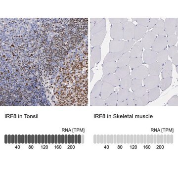 Anti-IRF8 antibody produced in rabbit Prestige Antibodies&#174; Powered by Atlas Antibodies, affinity isolated antibody, buffered aqueous glycerol solution