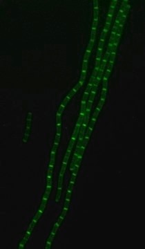 FITC Labeled D-Lysine Suitable for bacterial labeling