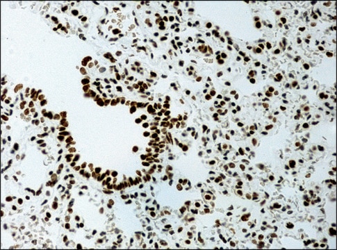 Anti-methyl-Histone H3 (Me-Lys9) antibody produced in rabbit affinity isolated antibody, buffered aqueous solution