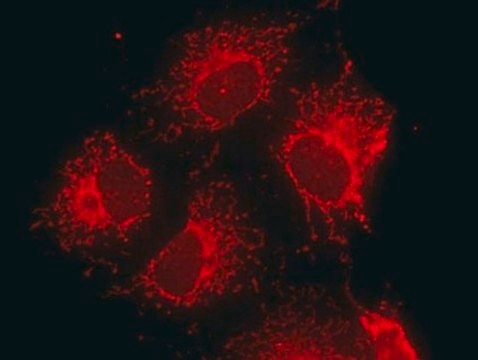 Anti-Mitochondria Antibody serum, Chemicon&#174;