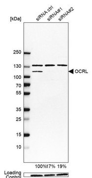 Anti-OCRL antibody produced in rabbit Prestige Antibodies&#174; Powered by Atlas Antibodies, affinity isolated antibody, buffered aqueous glycerol solution