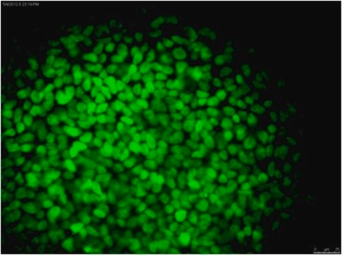 Anti-NANOG Antibody, clone 7F7.1, Alexa Fluor&#8482; 488 conjugate clone 7F7.1, from mouse, ALEXA FLUOR&#8482; 488