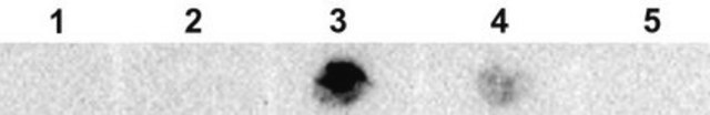 Anti-A&#946;-42 Antibody, oligomeric (VIA) from rabbit