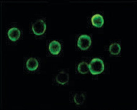 Monoclonal Anti-BTK antibody produced in mouse clone 7F12H4, ascites fluid