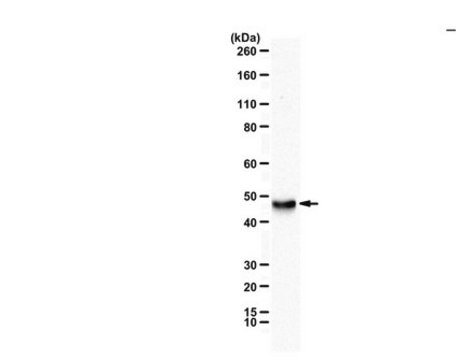 Anti-ICDH serum, from rabbit