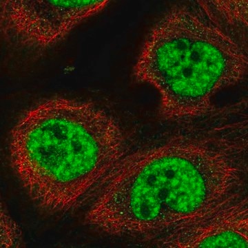 Anti-RBM10 antibody produced in rabbit Prestige Antibodies&#174; Powered by Atlas Antibodies, affinity isolated antibody