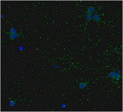 Anti-GAD67 Antibody, clone 1G10.2, Biotin Conjugate clone 1G10.2, from mouse, biotin conjugate