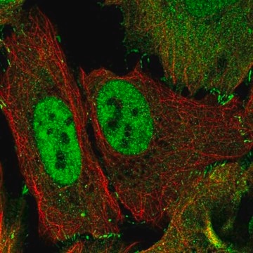 Anti-TJP2 antibody produced in rabbit Prestige Antibodies&#174; Powered by Atlas Antibodies, affinity isolated antibody