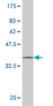 ANTI-STYK1 antibody produced in mouse clone 4A4, purified immunoglobulin, buffered aqueous solution