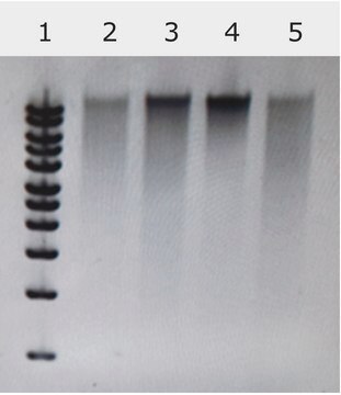 Nucleic Acid Preservation buffer, microbial DNA free Stabilizes and protects DNA and RNA