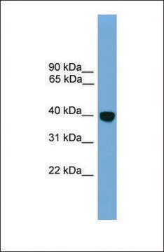 Anti-Klf2 antibody produced in rabbit affinity isolated antibody