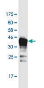 Monoclonal Anti-DAZAP2 antibody produced in mouse clone 8G5, purified immunoglobulin