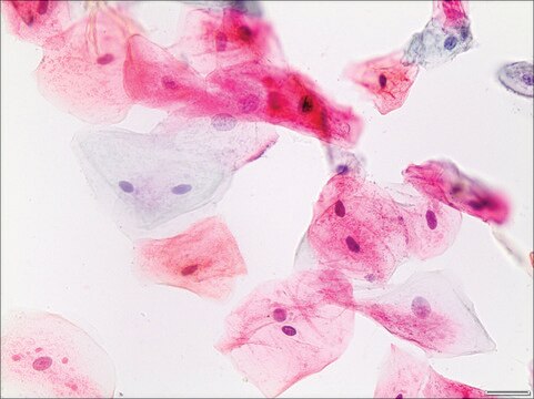 Papanicolaou Stain Modified EA 65