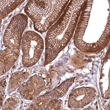 Anti-SVIP antibody produced in rabbit Prestige Antibodies&#174; Powered by Atlas Antibodies, affinity isolated antibody, buffered aqueous glycerol solution