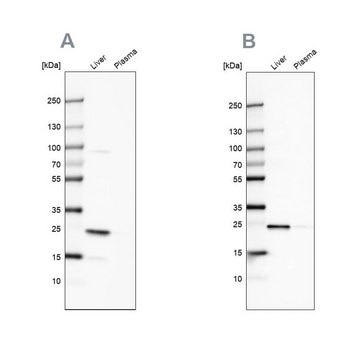 Anti-CRP antibody produced in rabbit Prestige Antibodies&#174; Powered by Atlas Antibodies, affinity isolated antibody, buffered aqueous glycerol solution, Ab1