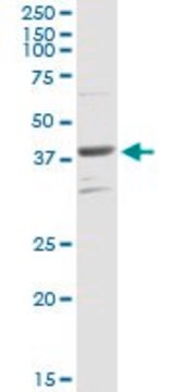 Anti-PARD6B antibody produced in rabbit purified immunoglobulin, buffered aqueous solution