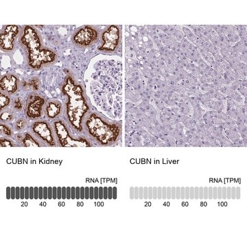 Anti-CUBN Prestige Antibodies&#174; Powered by Atlas Antibodies, affinity isolated antibody