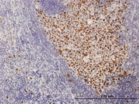 Monoclonal Anti-SOX9 antibody produced in mouse clone 3C10, purified immunoglobulin, buffered aqueous solution