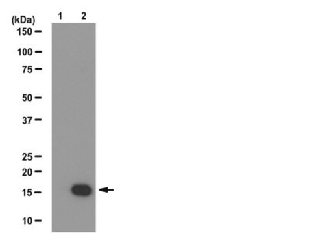 Anti-phospho-Histone H3 (Ser10) Antibody, clone CMA312 clone CMA312, from mouse