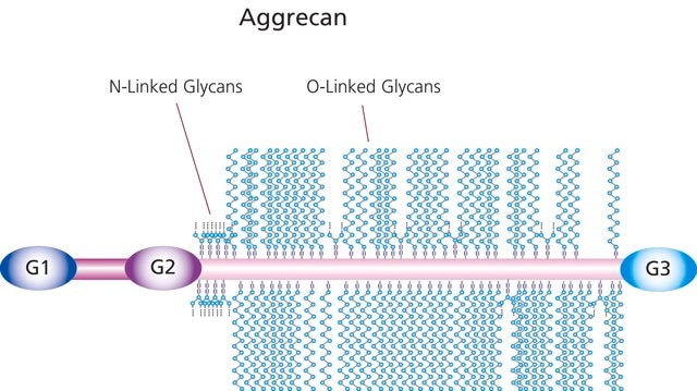 Aggrecan from bovine articular cartilage lyophilized powder (from a sterile-filtered solution)