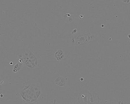 CACO-2 Cell Line human 86010202, from human colon(Caucasian colon adenocarcinoma)