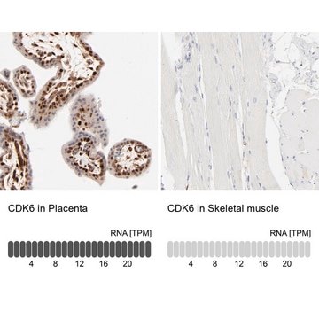 Anti-CDK6 antibody produced in rabbit affinity isolated antibody, buffered aqueous glycerol solution