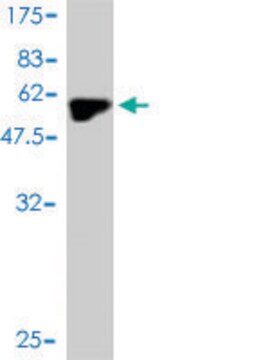 Monoclonal Anti-MYOG antibody produced in mouse clone 2B7, purified immunoglobulin, buffered aqueous solution