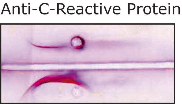 Anti-C-Reactive Protein antibody produced in goat whole antiserum