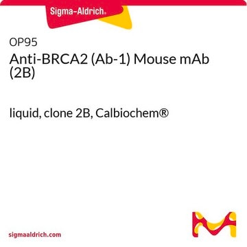 Anti-BRCA2 (Ab-1) Mouse mAb (2B) liquid, clone 2B, Calbiochem&#174;