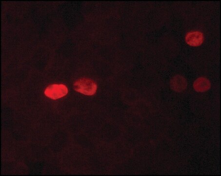 Anti-Nanog antibody, Mouse monoclonal clone NNG-811, purified from hybridoma cell culture