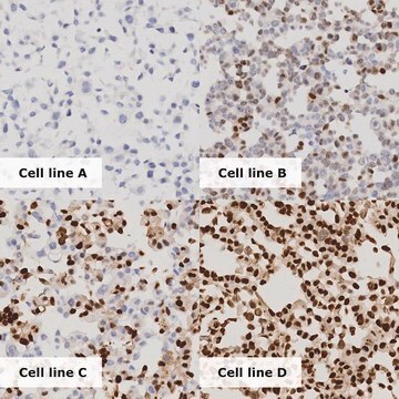 PR Dynamic Range Analyte ControlDR Cell line controls for immunohistochemistry and in situ hybridization