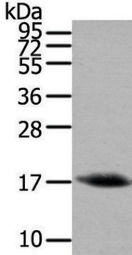 Anti-HCRT affinity isolated antibody