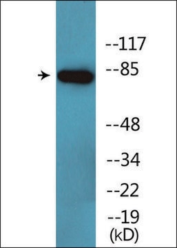 Anti-phospho-CD44 (pSer706) antibody produced in rabbit affinity isolated antibody