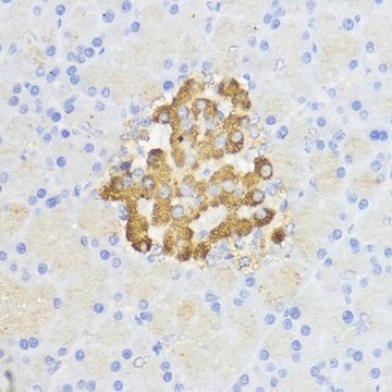 Anti-BCL2 antibody produced in rabbit