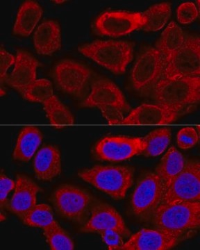 Anti- DRP1 antibody produced in rabbit