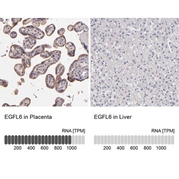 Anti-EGFL6 antibody produced in rabbit Prestige Antibodies&#174; Powered by Atlas Antibodies, affinity isolated antibody, buffered aqueous glycerol solution