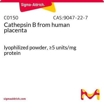 Cathepsin B from human placenta lyophilized powder, &#8805;5&#160;units/mg protein