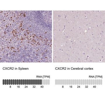 Anti-CXCR2 antibody produced in rabbit Prestige Antibodies&#174; Powered by Atlas Antibodies, affinity isolated antibody, buffered aqueous glycerol solution