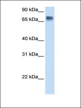 Anti-LSR antibody produced in rabbit affinity isolated antibody