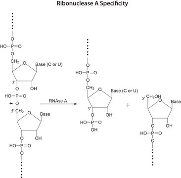 Ribonuclease A from bovine pancreas Type XII-A, &#8805;90% (SDS-PAGE), 75-125&#160;Kunitz units/mg protein