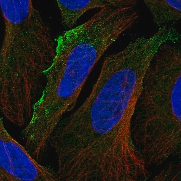 Anti-ACKR3 antibody produced in rabbit Prestige Antibodies&#174; Powered by Atlas Antibodies, affinity isolated antibody