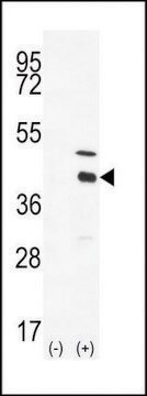 ANTI-DOK4(C-TERMINAL) antibody produced in rabbit IgG fraction of antiserum, buffered aqueous solution