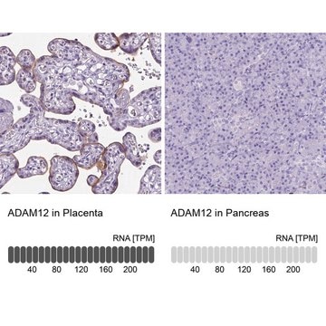 Anti-ADAM12 antibody produced in rabbit Prestige Antibodies&#174; Powered by Atlas Antibodies, affinity isolated antibody, buffered aqueous glycerol solution